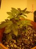 twin day 30_seed.jpg