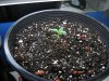 Plant#2.jpg Plant#2.jpg