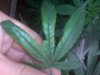 IMG00069.jpg IMG00069.jpg