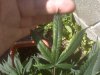 IMG00065.jpg IMG00065.jpg