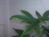 IMG00055.jpg IMG00055.jpg