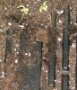 DSCF2358 Roots.JPG