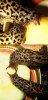 My_Leopard_Slugs_by_Scutigera.jpg