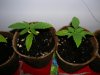 day14-middle.jpg day14-middle.jpg
