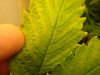 DSC02085.jpg