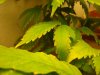 DSC02088.jpg