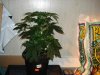 DSC00265.jpg
