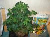 DSC00275.jpg