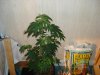 DSC00271.jpg