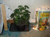 DSC00268.jpg