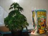 DSC00277.jpg