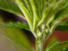 potpics013.jpg