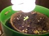 sprout box 004.jpg