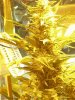 grow journal - 09.03.08 006.jpg