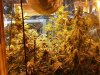 grow journal - 09.03.08 002.jpg