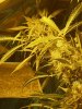 grow journal - 09.03.08 005.jpg