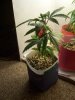 100_0469.jpg