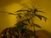 WW x BB 25 Days Old - 12-12 from seed.jpg