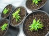 IMG_1639 GDP transplants.jpg