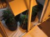 IMG_1656 Overhead of veg.jpg