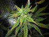 plant 006.jpg