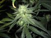 plant 005.jpg