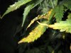 plant 007.jpg