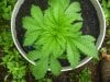 plants 005.jpg