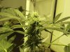 redberry cherry 006.jpg