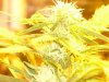smokecrazy-160604-albums-g13-pure-power-la-woman-2nd-grow-learning-fast-picture910224-100-4235.jpg