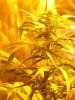 smokecrazy-160604-albums-g13-pure-power-la-woman-2nd-grow-learning-fast-picture910231-100-4258.jpg