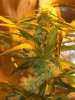 smokecrazy-160604-albums-g13-pure-power-la-woman-2nd-grow-learning-fast-picture910237-100-4259.jpg