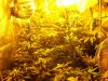 smokecrazy-160604-albums-g13-pure-power-la-woman-2nd-grow-learning-fast-picture910236-100-4273.jpg