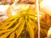 smokecrazy-160604-albums-g13-pure-power-la-woman-2nd-grow-learning-fast-picture903269-2-weeks-fl.jpg