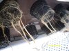 SDC10589.JPG