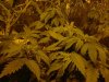 DSC00765.jpg