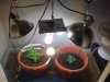 grow1.jpg