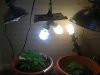 grow2.jpg