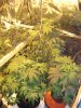 DSC00305.jpg