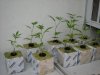 clones 006.jpg