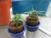 Clones 001.jpg Clones 001.jpg
