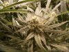Blue Dream 24days.jpg