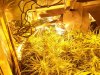 Grdn 34 days.jpg