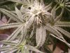 BD lower nug 37 dys.jpg