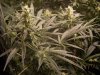 Lemon Widow 24 days.jpg