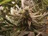 LW Nug 37 dys.jpg