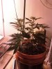plants 4-27 5.jpg