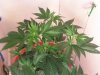 plants 4-27.jpg