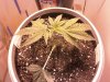 plants 4-7.jpg