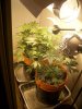 100_2472.jpg